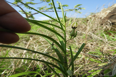 Ceropegia noorjahaniae